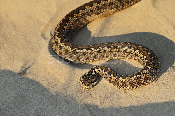 Prairie sable sauvage serpent naturelles habitat [[stock_photo]] © taviphoto