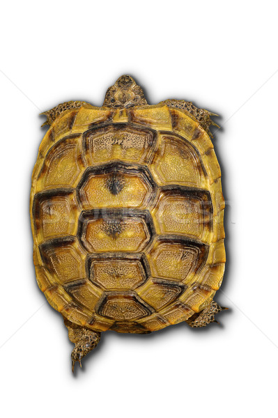 spur tighten turtoise on white Stock photo © taviphoto