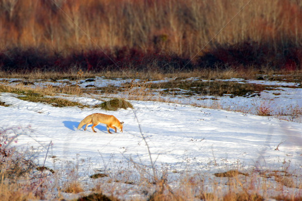 Vulpe iepure urmări poiana zăpadă fundal Imagine de stoc © taviphoto
