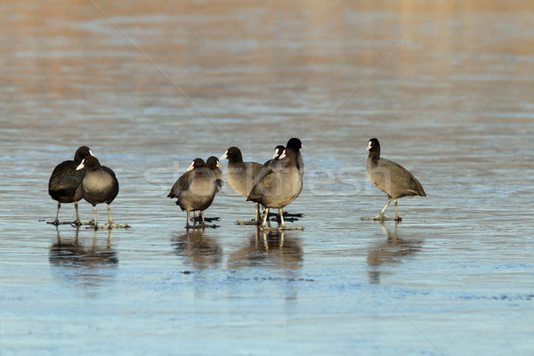 flock of adult coots Stock photo © taviphoto