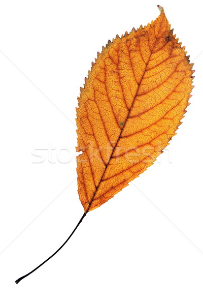 one leaf over white Stock photo © taviphoto