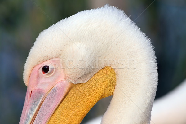 great pelican head detail Stock photo © taviphoto