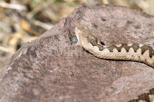 Grand Homme européenne nez sable serpent [[stock_photo]] © taviphoto