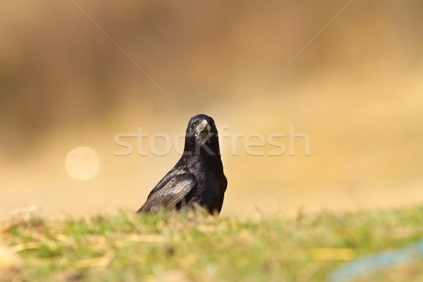 crow looking at the camera Stock photo © taviphoto