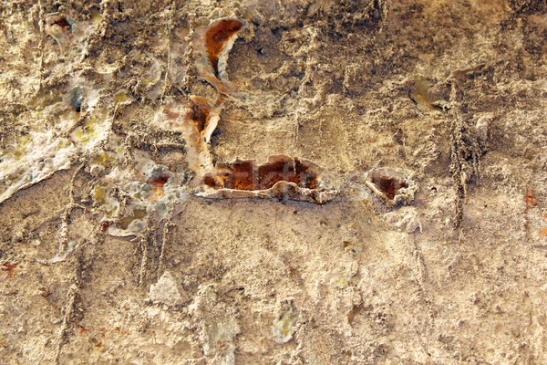 Gomba veszélyes száraz növekvő öreg fal Stock fotó © taviphoto