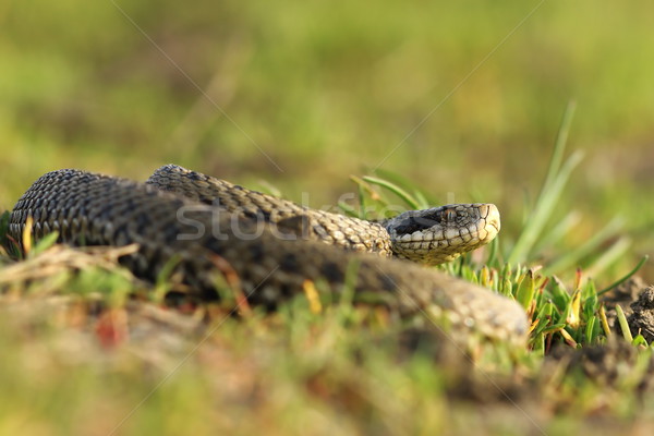 female meadow viper in the grass Stock photo © taviphoto