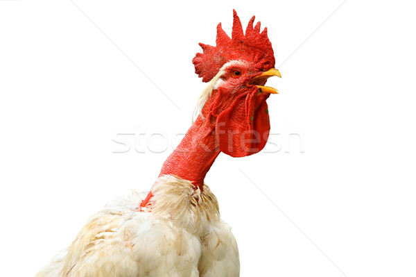 isolated portrait of shaggy white rooster Stock photo © taviphoto