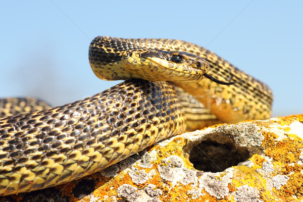 blotched snake ready to attack Stock photo © taviphoto