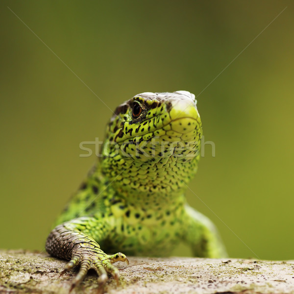 closeup of male sand lizard Stock photo © taviphoto