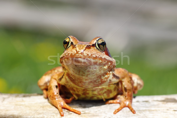 close up of european common frog Stock photo © taviphoto