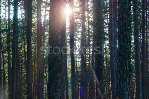 rays of light through pine forest Stock photo © taviphoto