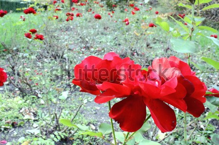 garden full of roses Stock photo © taviphoto