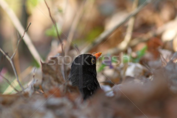 male blackbbird hiding amongst faded leaves Stock photo © taviphoto