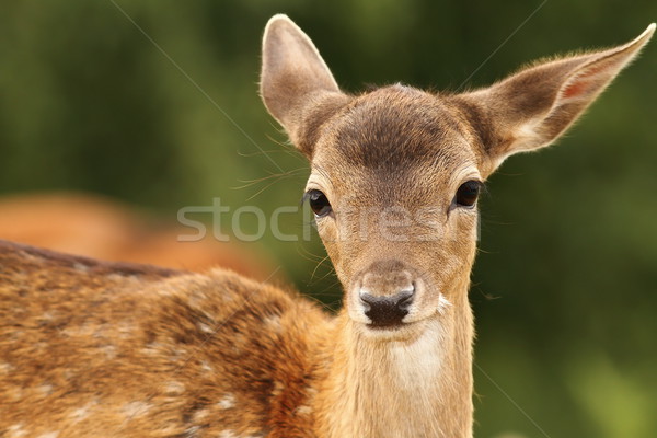 fallow deer calf looking at camera Stock photo © taviphoto