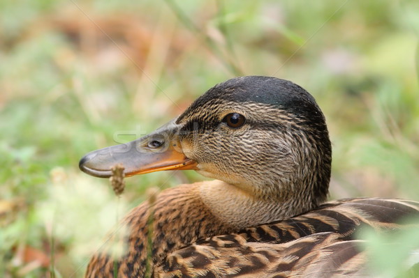 wild female mallard duck  Stock photo © taviphoto