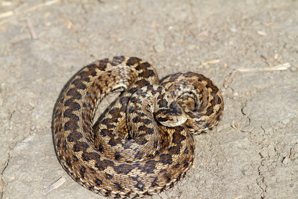 elusive hungarian meadow viper on the ground Stock photo © taviphoto
