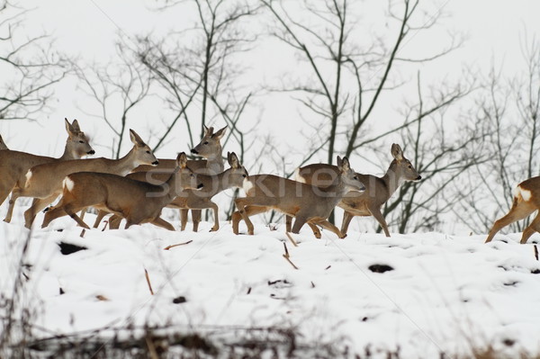 herd of roe deers in an overcast winter day Stock photo © taviphoto