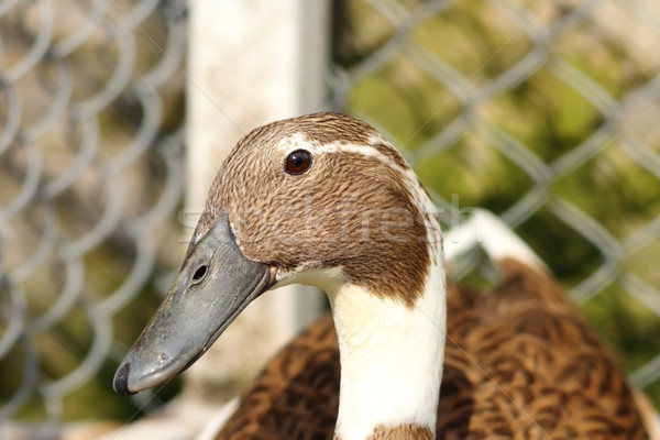 portrait of indian runner duck Stock photo © taviphoto