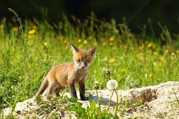 cute red fox cub looking at camera Stock photo © taviphoto