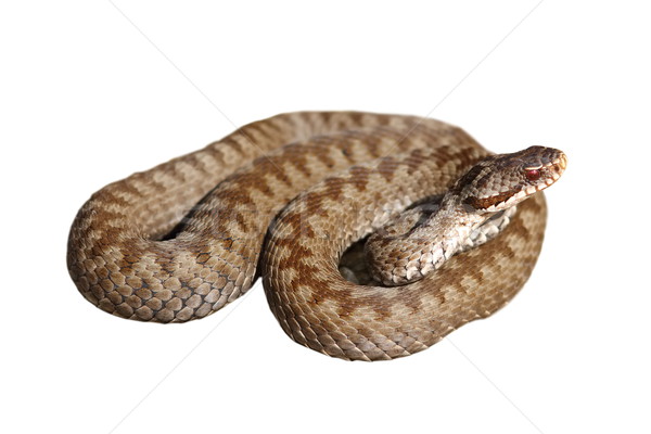 female berus viper over white Stock photo © taviphoto