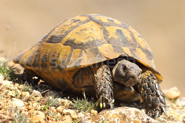 greek turtoise walking on natural habitat Stock photo © taviphoto