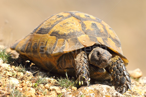 Grieks lopen natuurlijke leefgebied groene rock Stockfoto © taviphoto