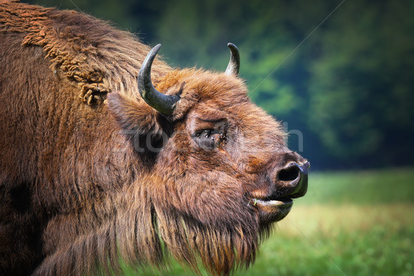 Mare masculin european bizon portret faţă Imagine de stoc © taviphoto