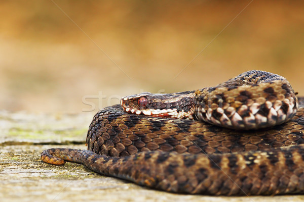 [[stock_photo]]: Belle · européenne · venimeux · serpent · oeil · nature