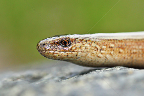 macro view of Anguis colchica's head Stock photo © taviphoto