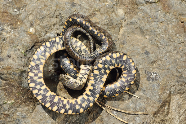 Condotta dadi serpente natura pietra giovani Foto d'archivio © taviphoto