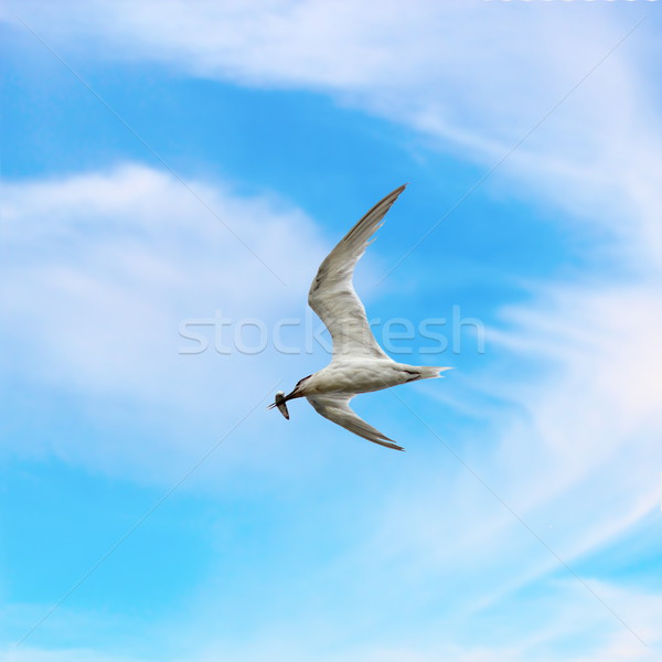 common tern with fish in its beak Stock photo © taviphoto