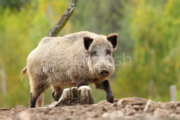big wild boar Stock photo © taviphoto
