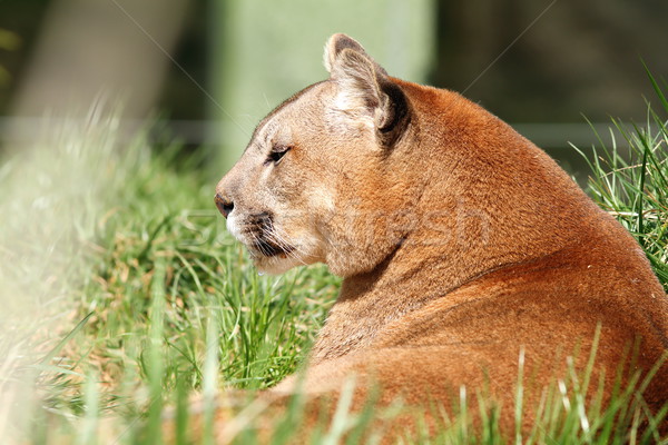 Schönen Silberlöwe Zoo Porträt Puma Natur Stock foto © taviphoto