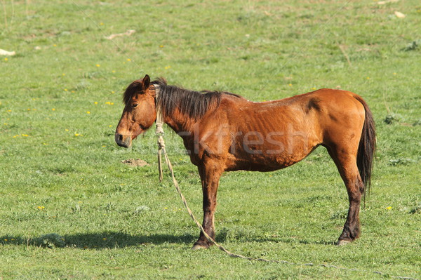 Solitario caballo marrón pie verde pradera Foto stock © taviphoto