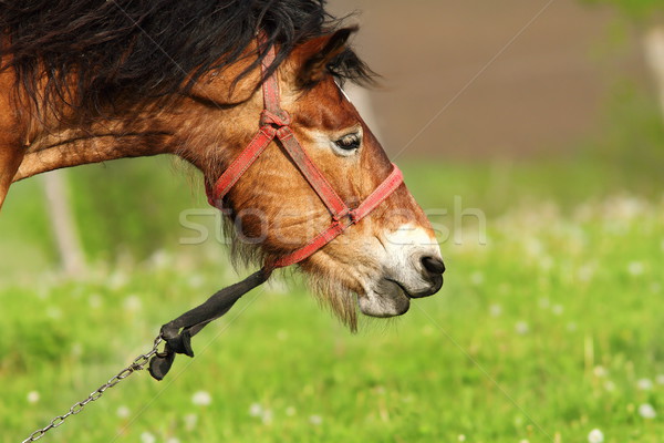 棕色 母馬 肖像 綠色 草坪 圖像 商業照片 © taviphoto