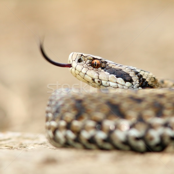 Makró kép legelő kígyó veszélyeztetett hüllő Stock fotó © taviphoto