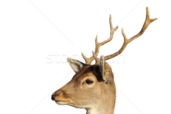 isolated portrait of young fallow deer buck Stock photo © taviphoto