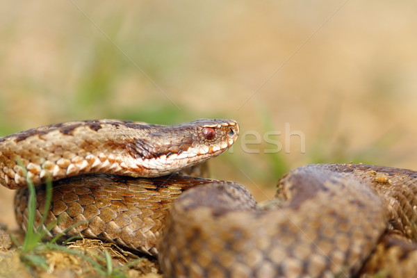 closeup of female crossed european viper Stock photo © taviphoto