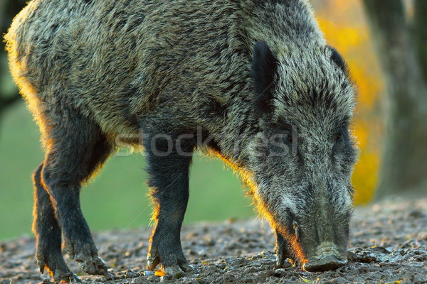 Selvatico cinghiale primo piano all'alba faccia foresta Foto d'archivio © taviphoto