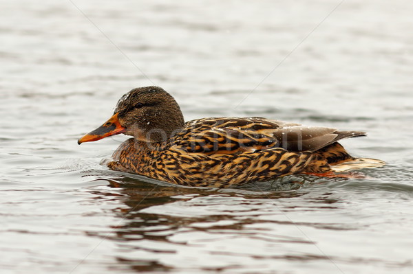 Stock foto: Weiblichen · Ente · Wasseroberfläche · Schwimmen · Schönheit · orange