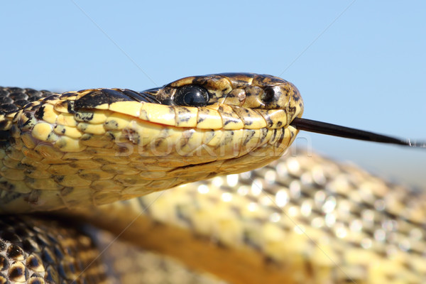 macro shot of blotched snake head Stock photo © taviphoto