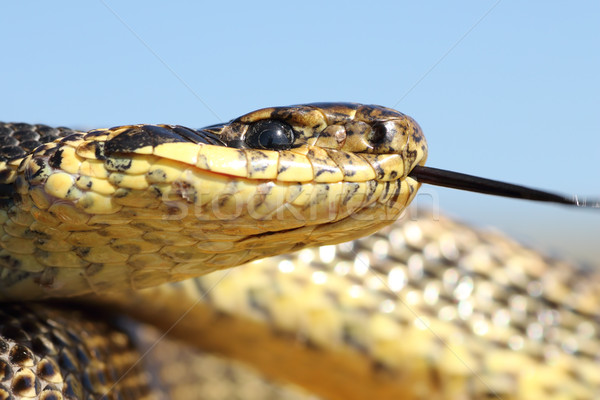 Makro erschossen Schlange Kopf Porträt ein Stock foto © taviphoto