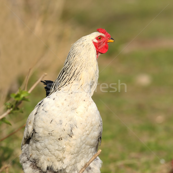 Primer plano orgulloso gallo caminando granja reloj Foto stock © taviphoto