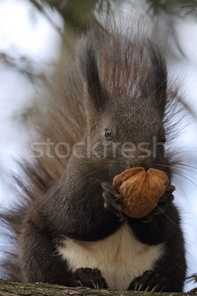 Foto stock: Bonitinho · vermelho · esquilo · alimentação · noz · para · cima