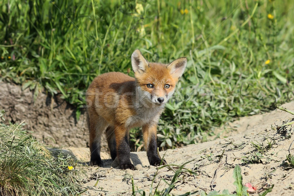 Сток-фото: красный · Fox · природного · среде