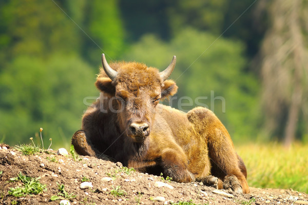 Juvenilis európai bölény pihen föld természet Stock fotó © taviphoto