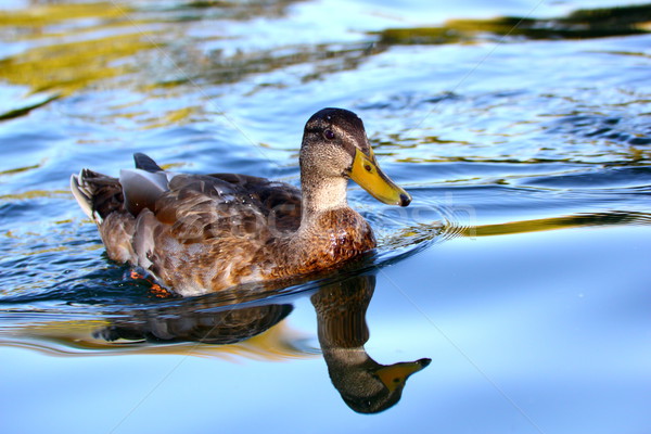 anas platyrhynchos Stock photo © taviphoto