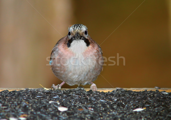 eurasian jay on table feeder Stock photo © taviphoto