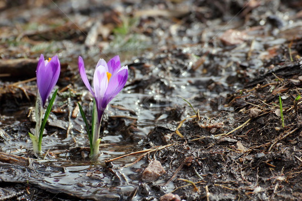 Vad sáfrány növekvő tavasz kikerics víz Stock fotó © taviphoto