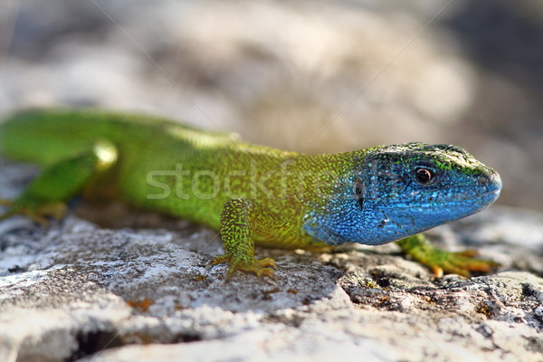 close-up of lacerta viridis in mating season Stock photo © taviphoto